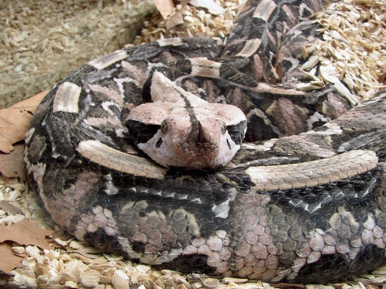 2008 05 Martel, au reptiland 02